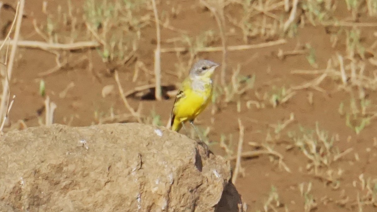 Өрнийн шар цэгцгий - ML633210781