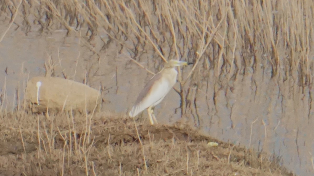 Indian Pond-Heron - ML633210823
