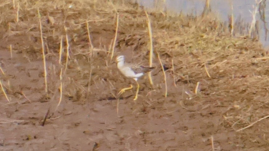 Шугуйн хөгчүү - ML633210826