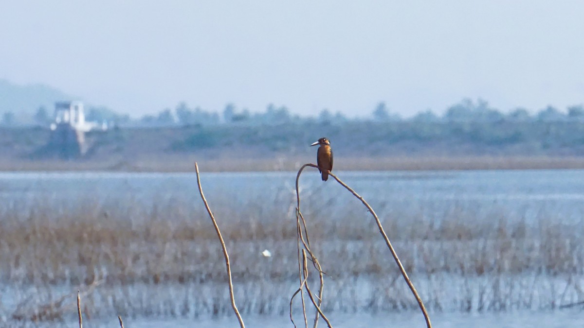 Номин шогшир - ML633210855