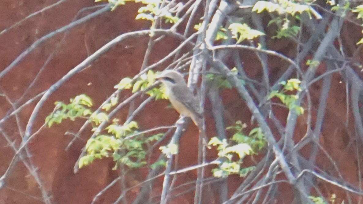 Ухаа дунхай - ML633210863