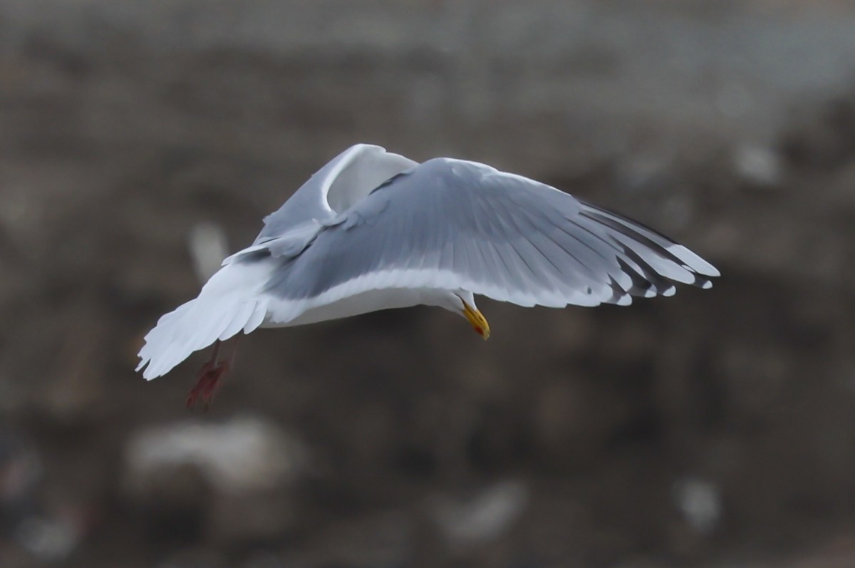 Iceland Gull (Thayer's) - ML633210868