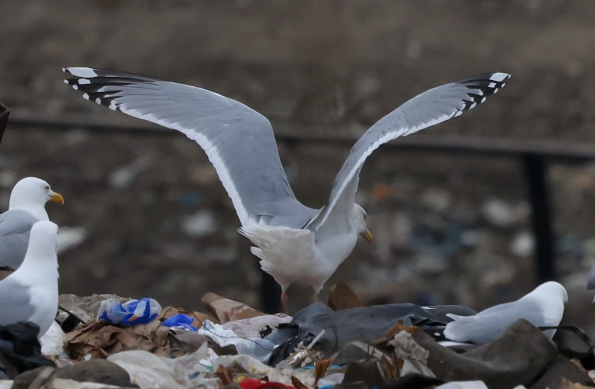 Iceland Gull (Thayer's) - ML633210873