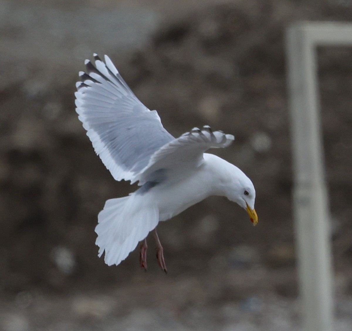 Iceland Gull (Thayer's) - ML633210874