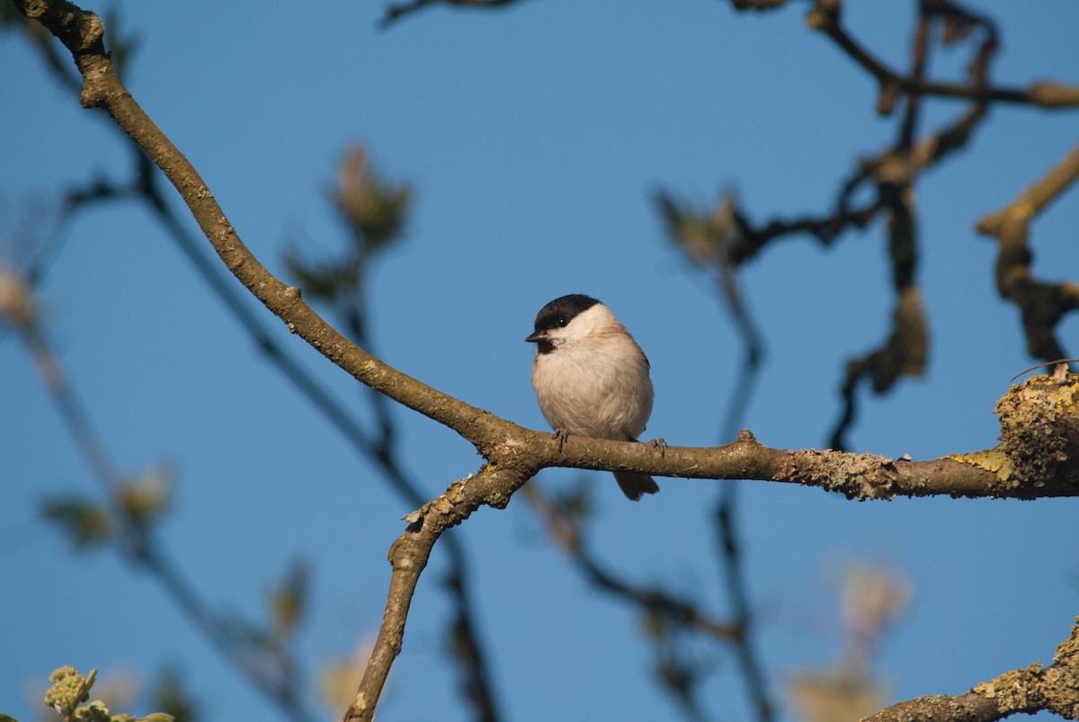 Marsh Tit - ML633210985