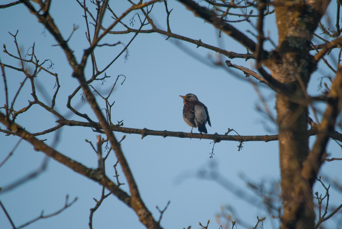 Fieldfare - ML633210993