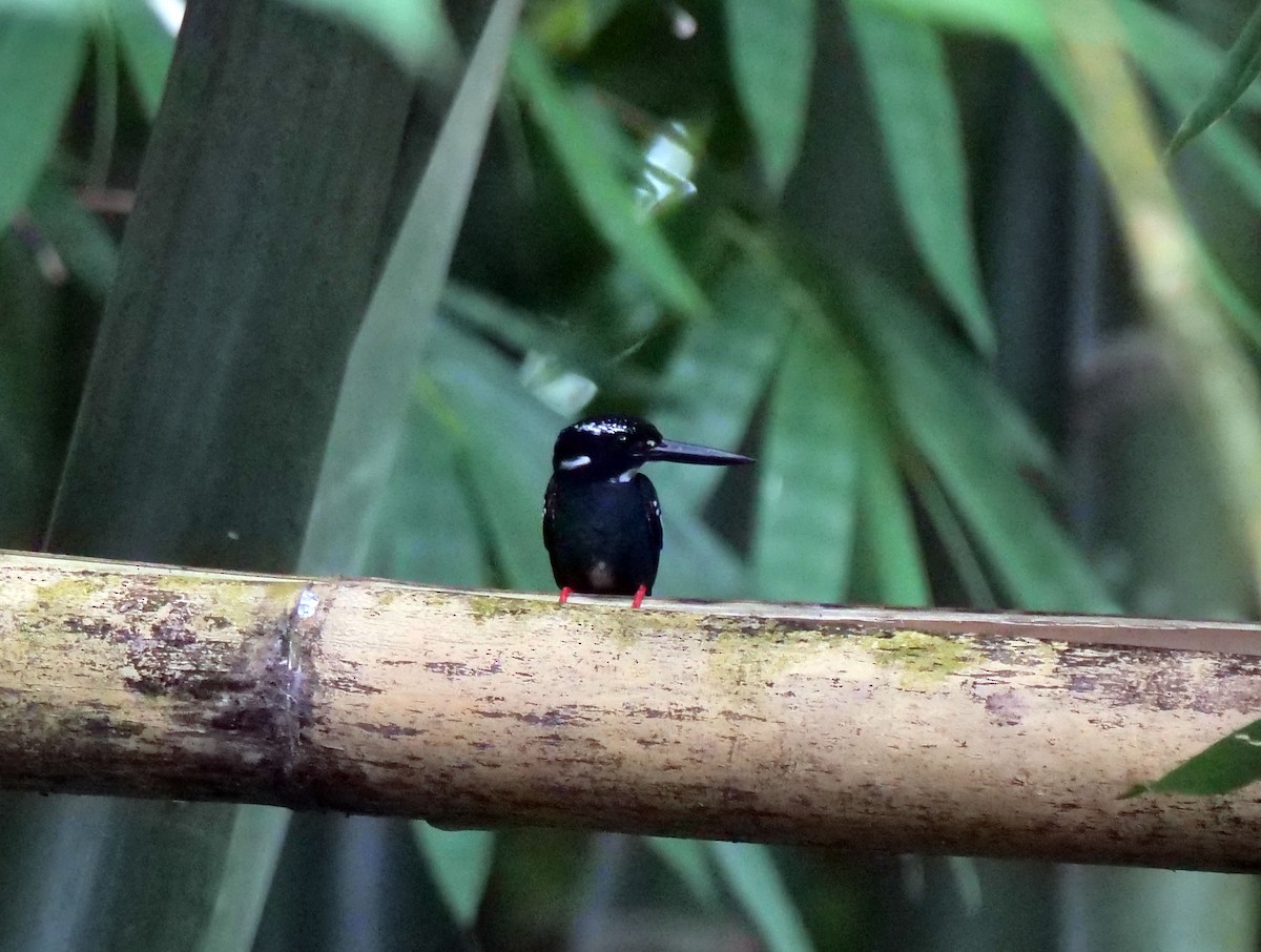 Southern Silvery-Kingfisher - ML633211049