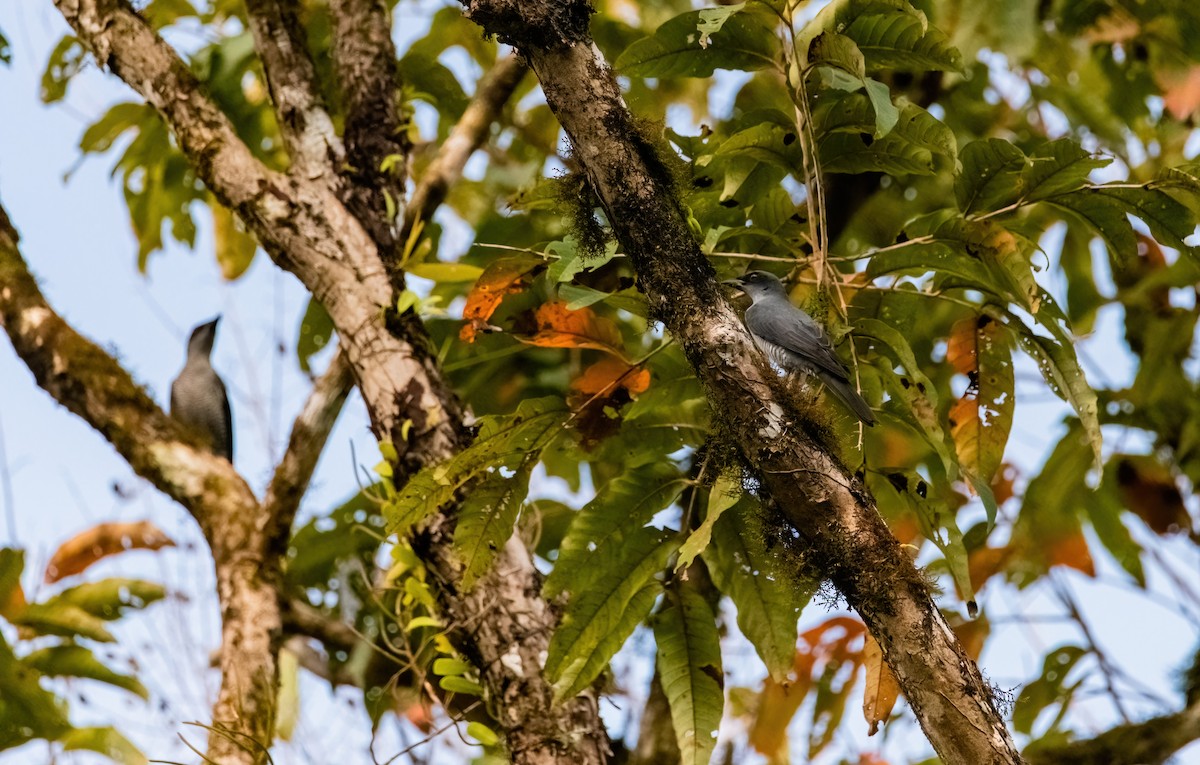 Andaman Cuckooshrike - ML633211131
