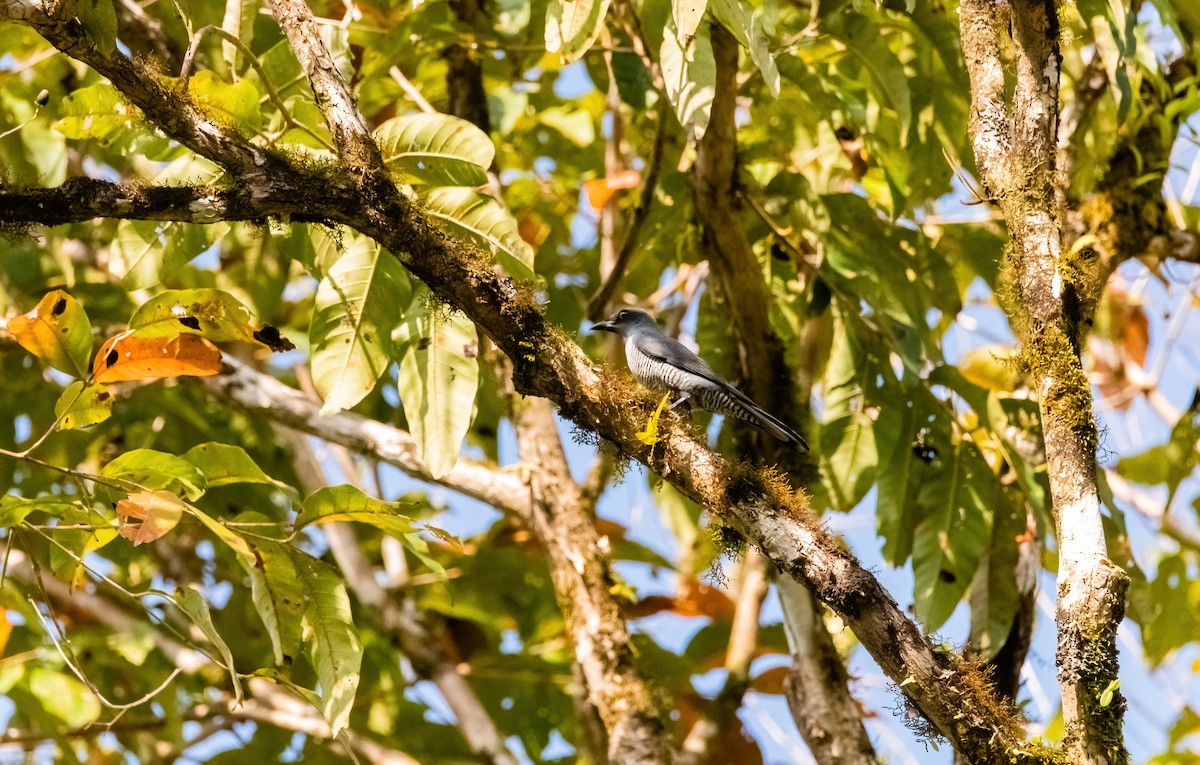 Andaman Cuckooshrike - ML633211132