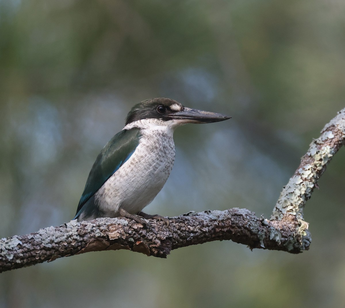 Torresian Kingfisher - ML633211210