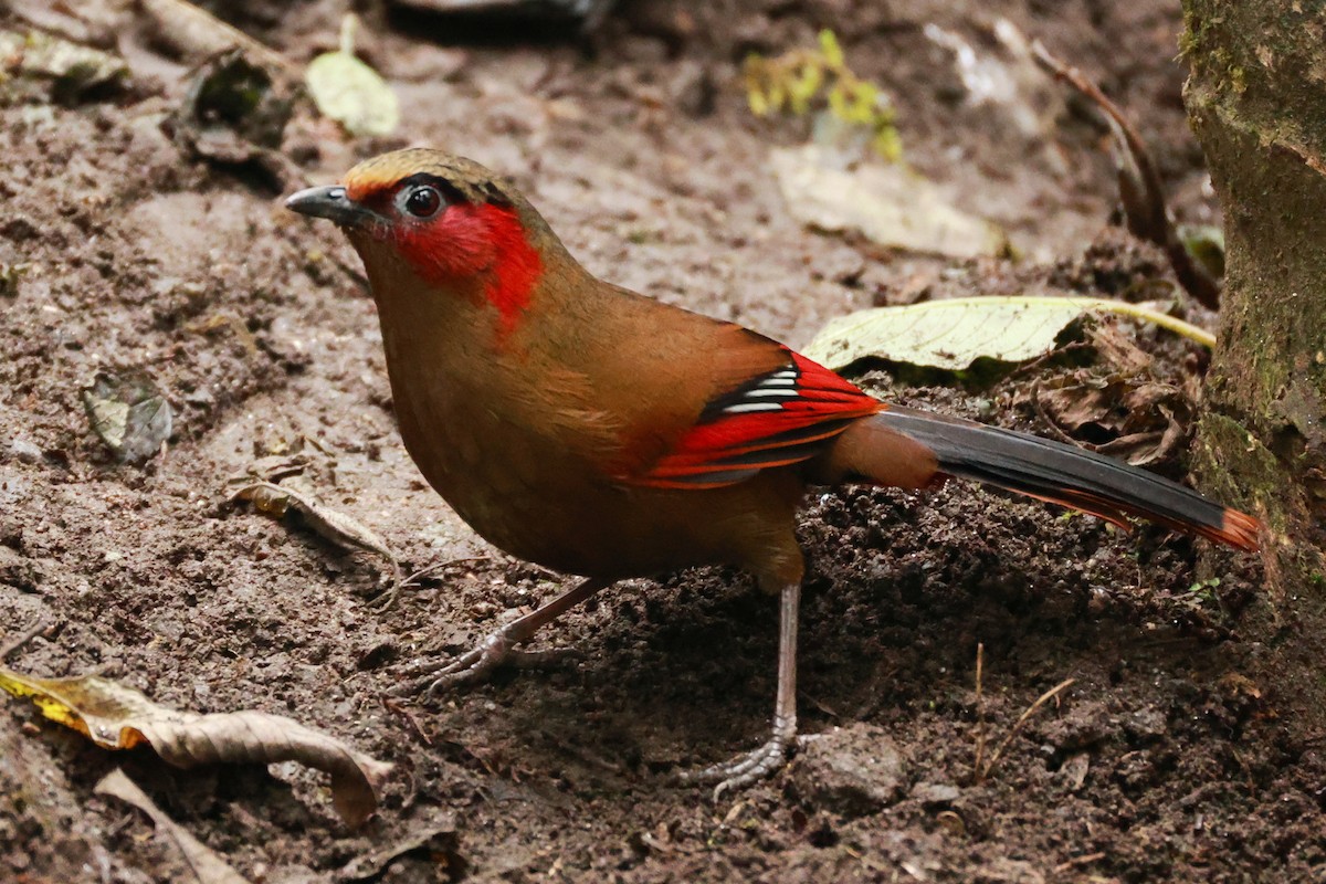 Red-faced Liocichla - ML633211231
