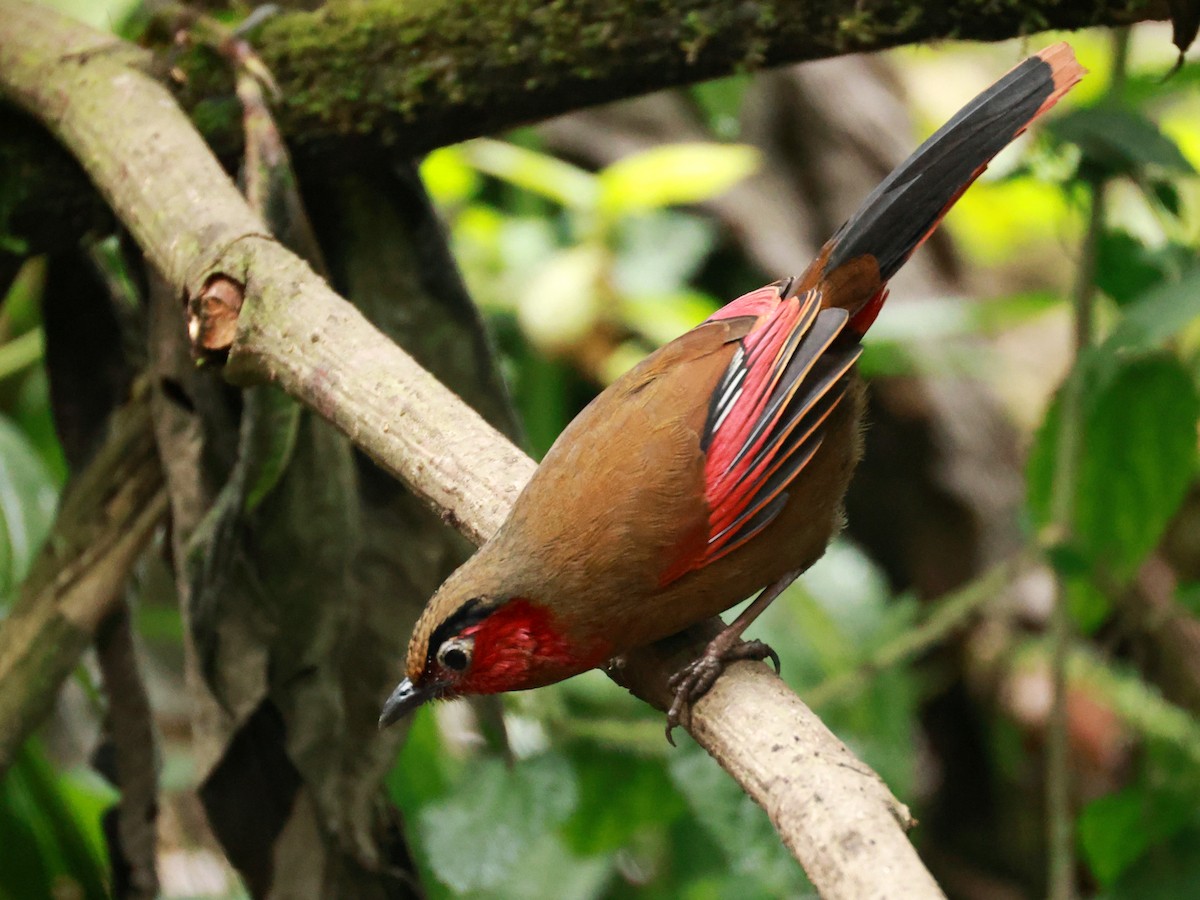 Red-faced Liocichla - ML633211232