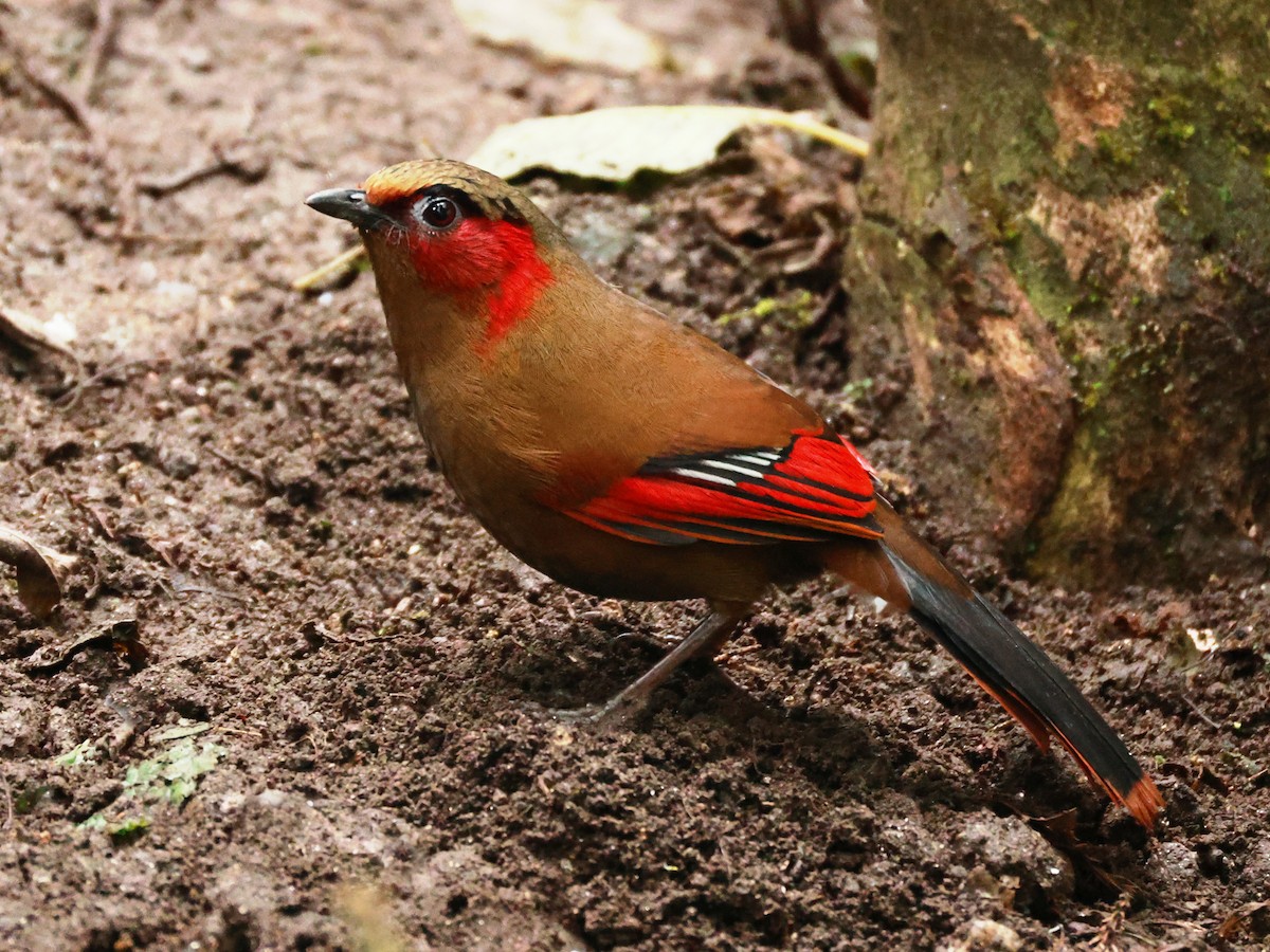 Red-faced Liocichla - ML633211233