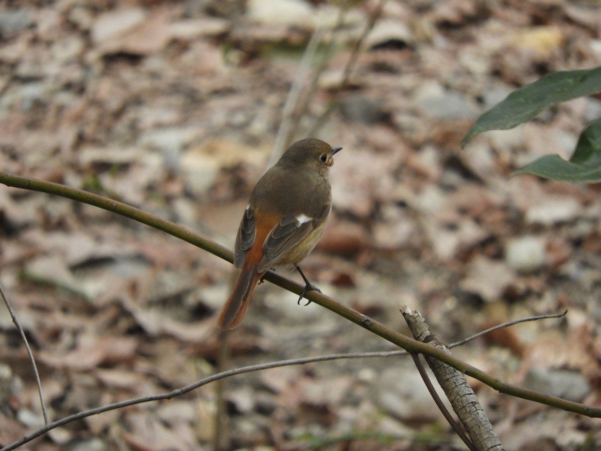 Daurian Redstart - Takayuki Uchida