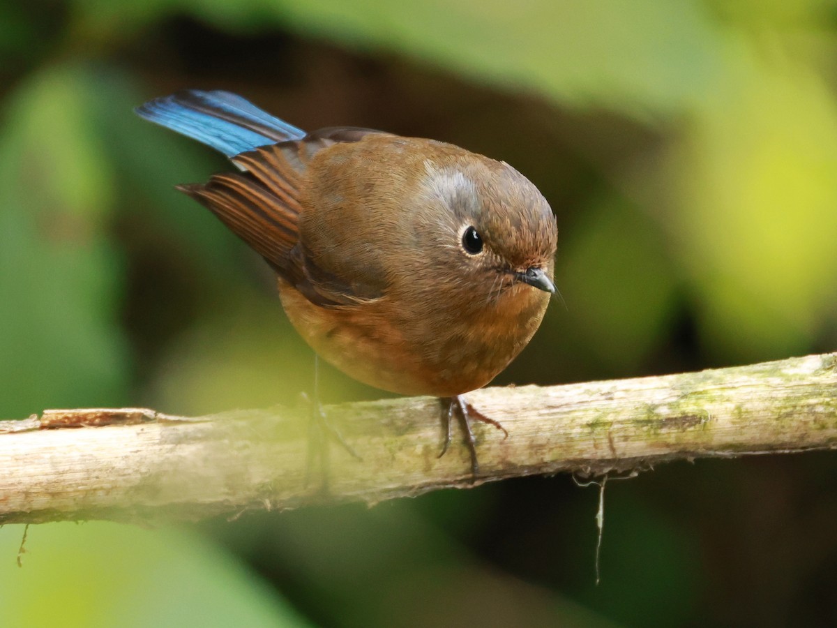 Himalayan Bluetail - ML633211294