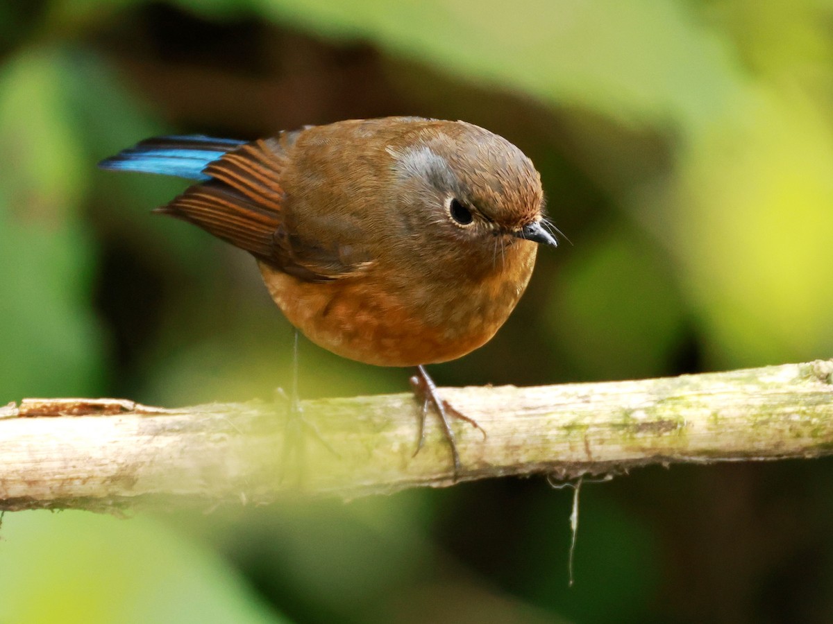 Himalayan Bluetail - ML633211295