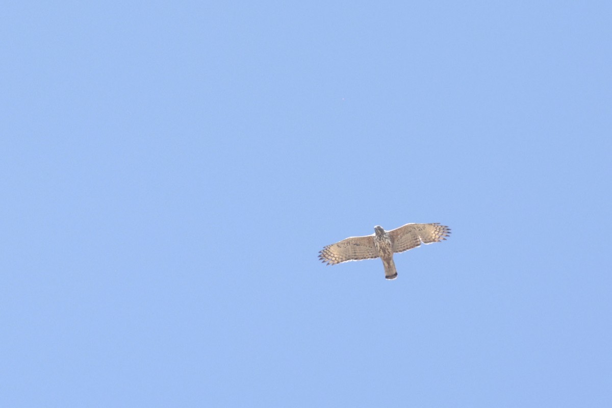 Changeable Hawk-Eagle - ML633211324