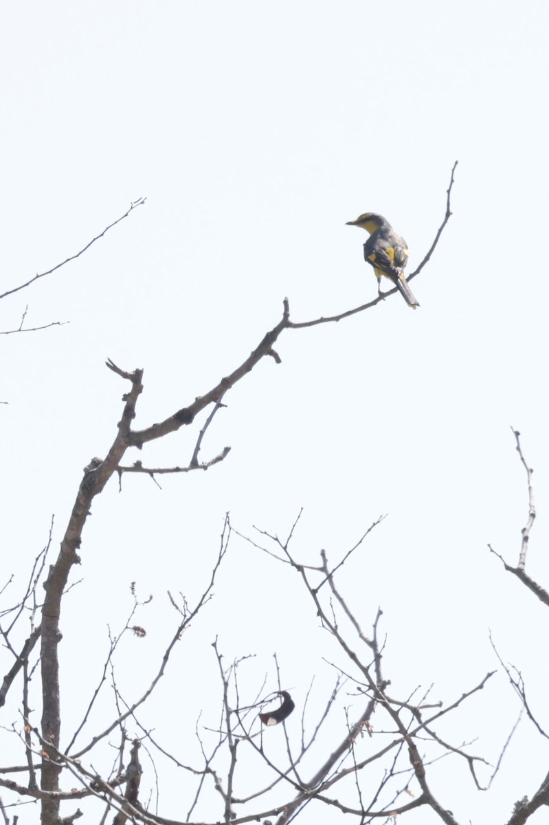 Orange Minivet - ML633211328