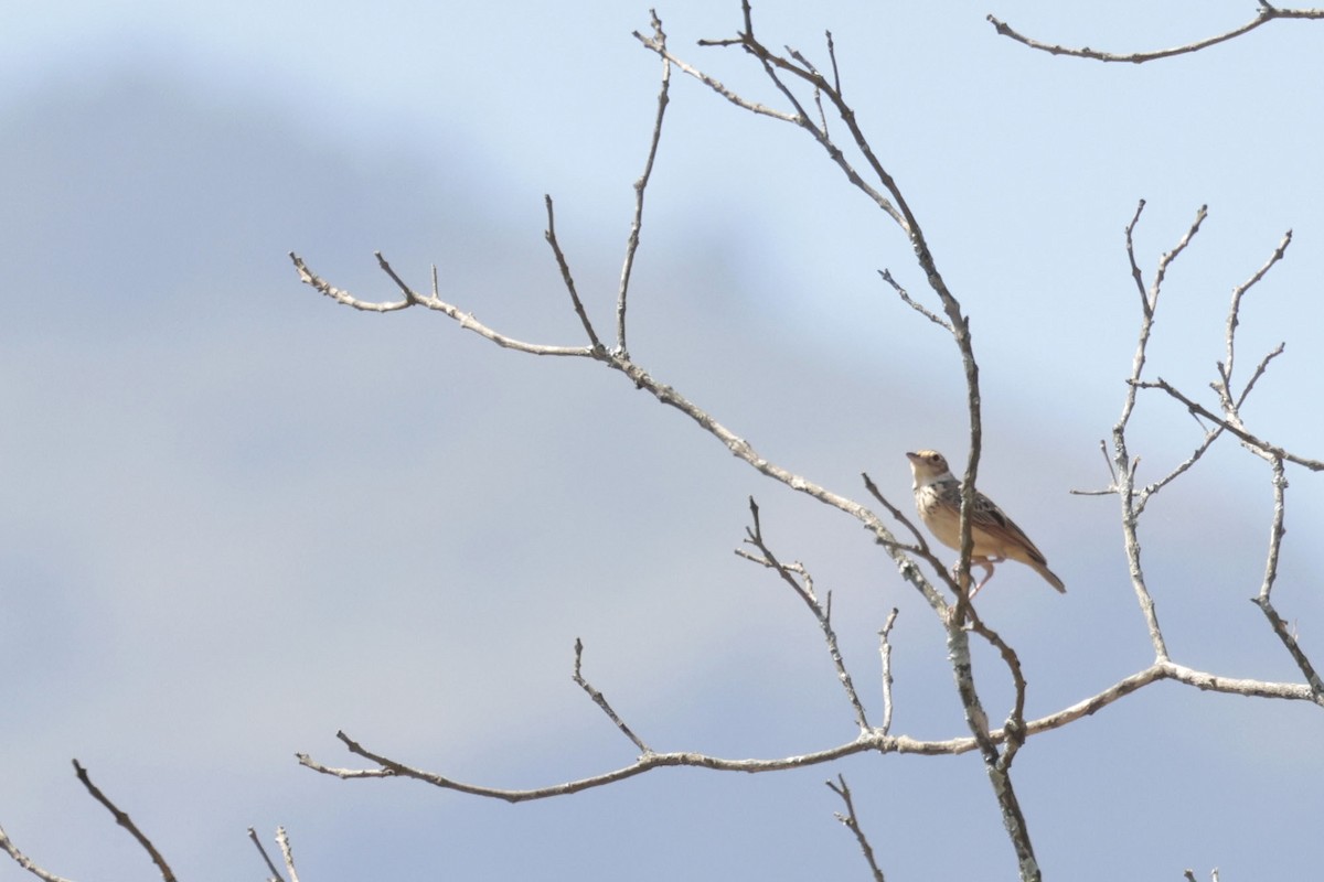 Jerdon's Bushlark - ML633211333