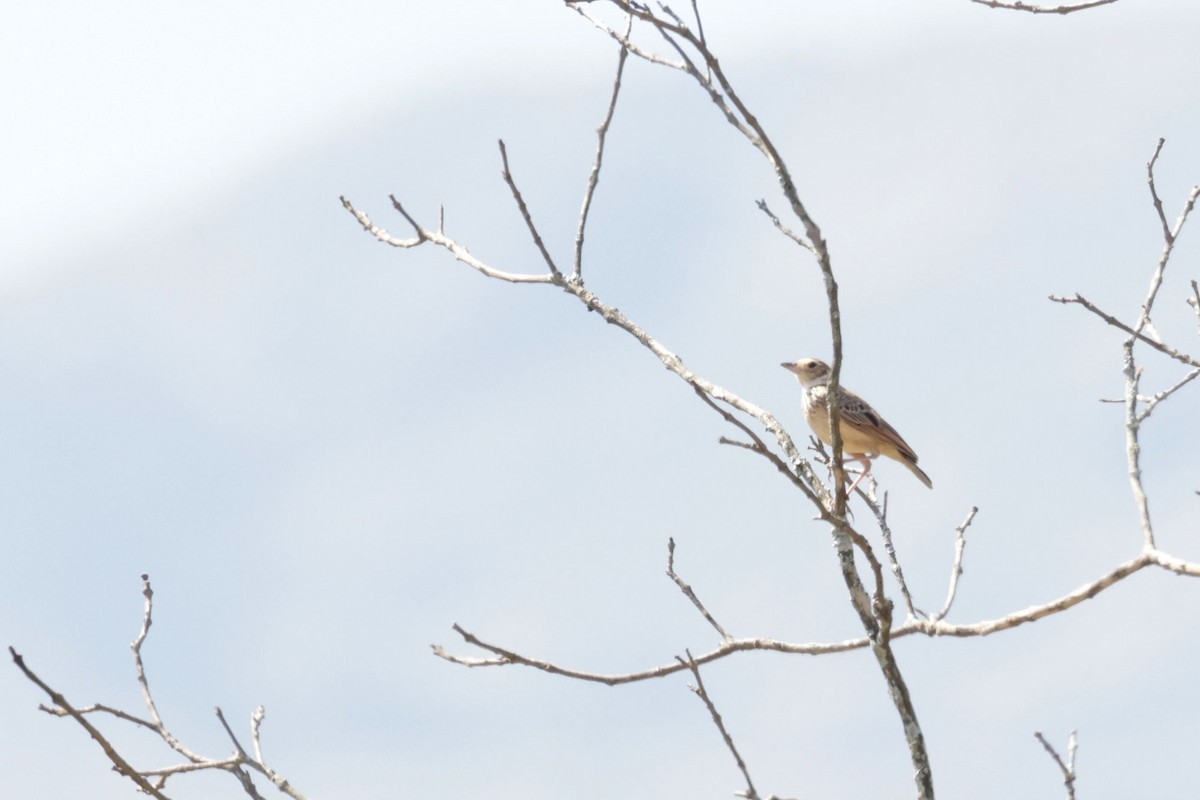Jerdon's Bushlark - ML633211334