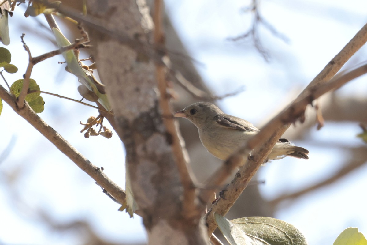 Pale-billed Flowerpecker - ML633211337