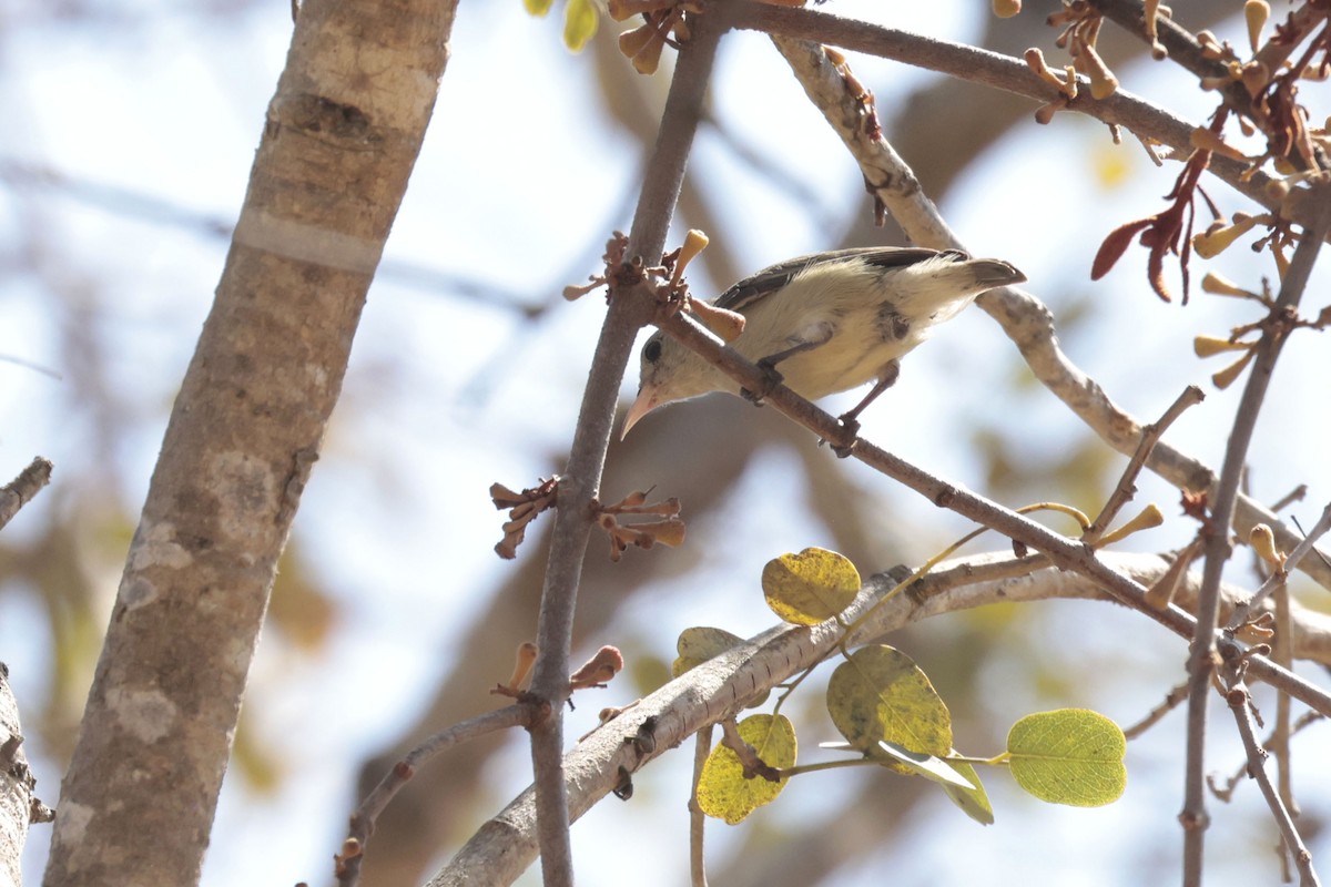 Pale-billed Flowerpecker - ML633211338