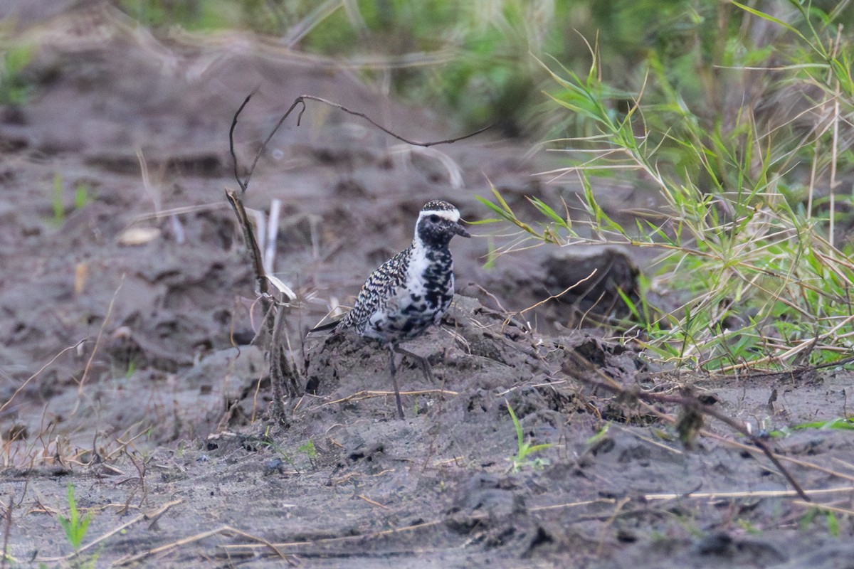 Pacific Golden-Plover - ML633211430