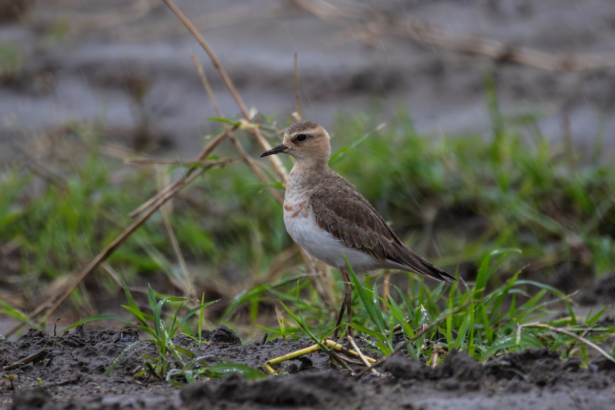 Oriental Plover - ML633211436