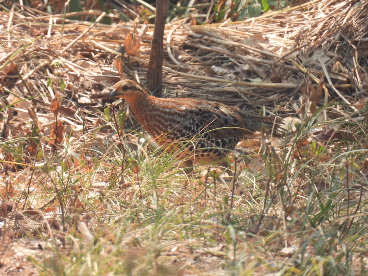 Mountain Bamboo-Partridge - ML633211440
