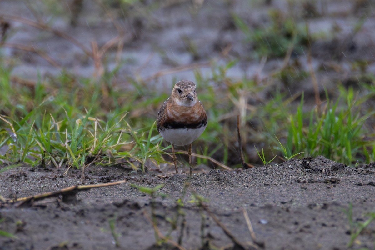 Oriental Plover - ML633211456