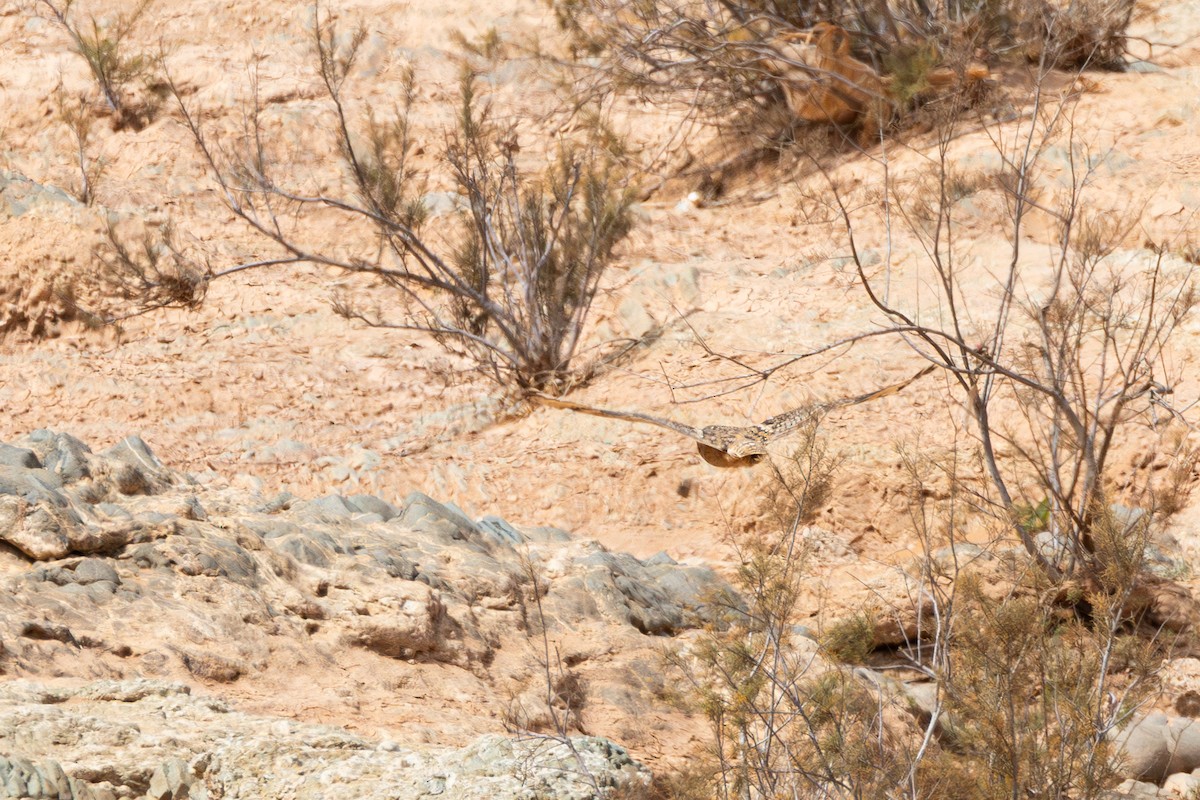 Pharaoh Eagle-Owl - ML633211568