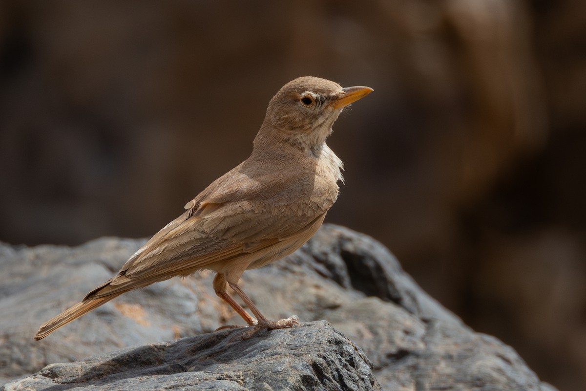 Desert Lark - ML633211573