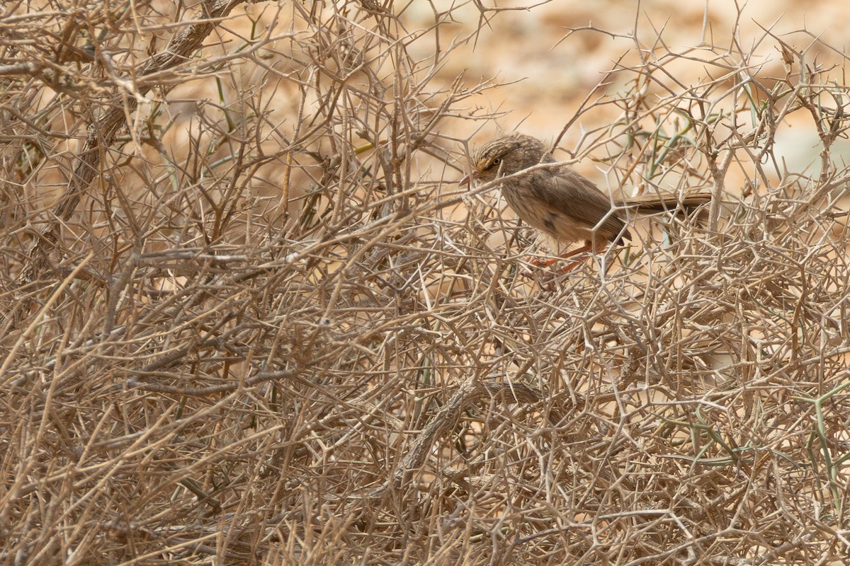Scrub Warbler - ML633211579