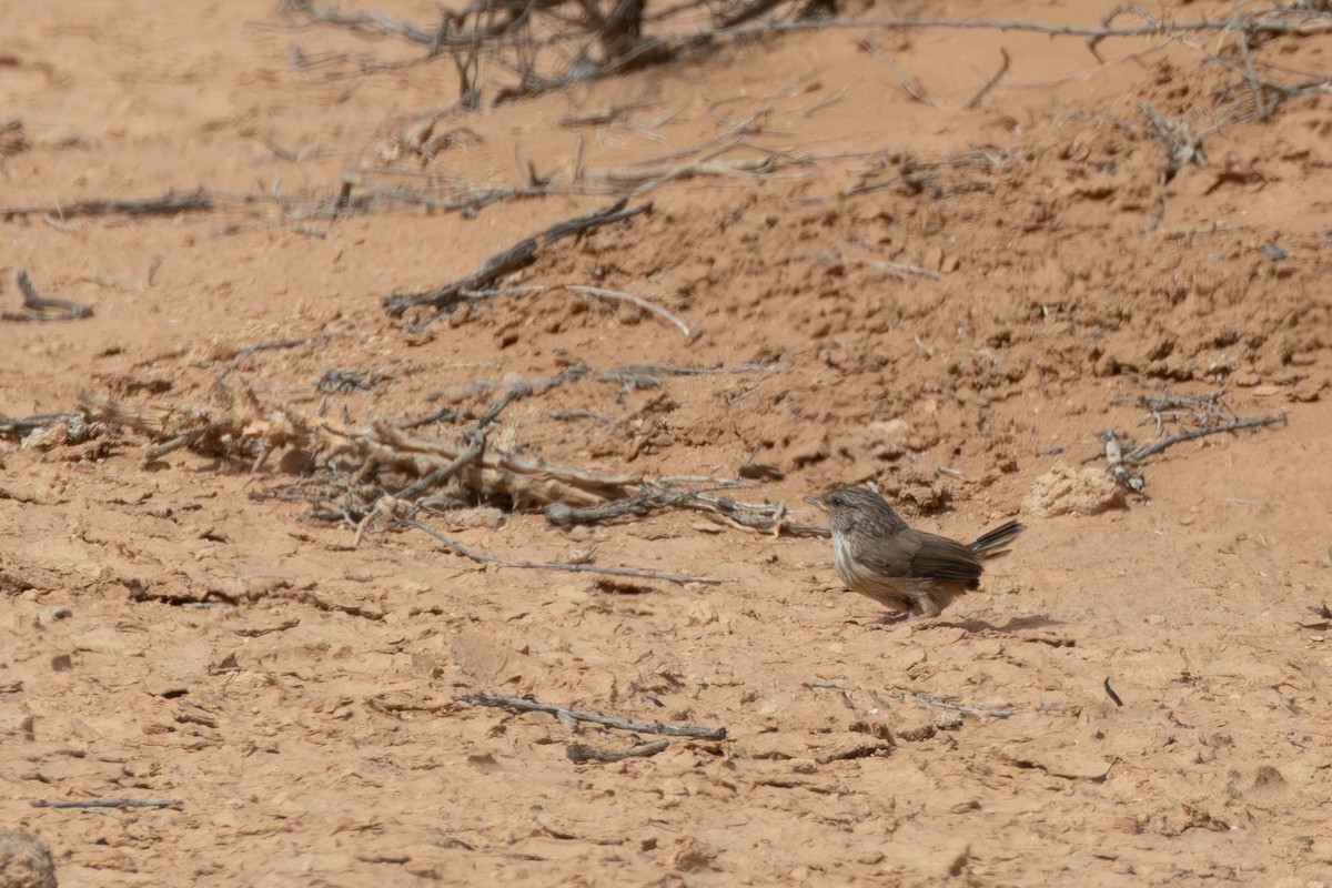 Scrub Warbler - ML633211580
