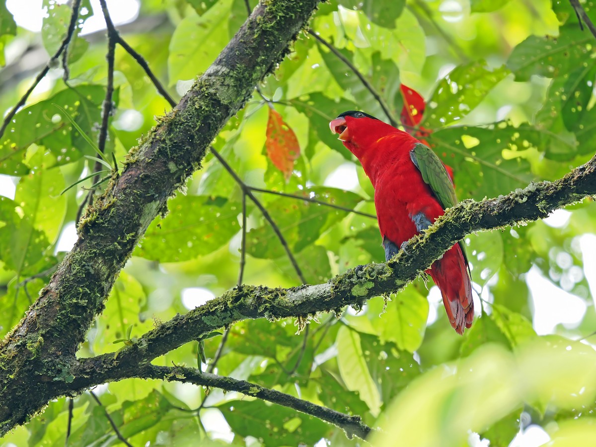 Purple-naped Lory - ML633211608