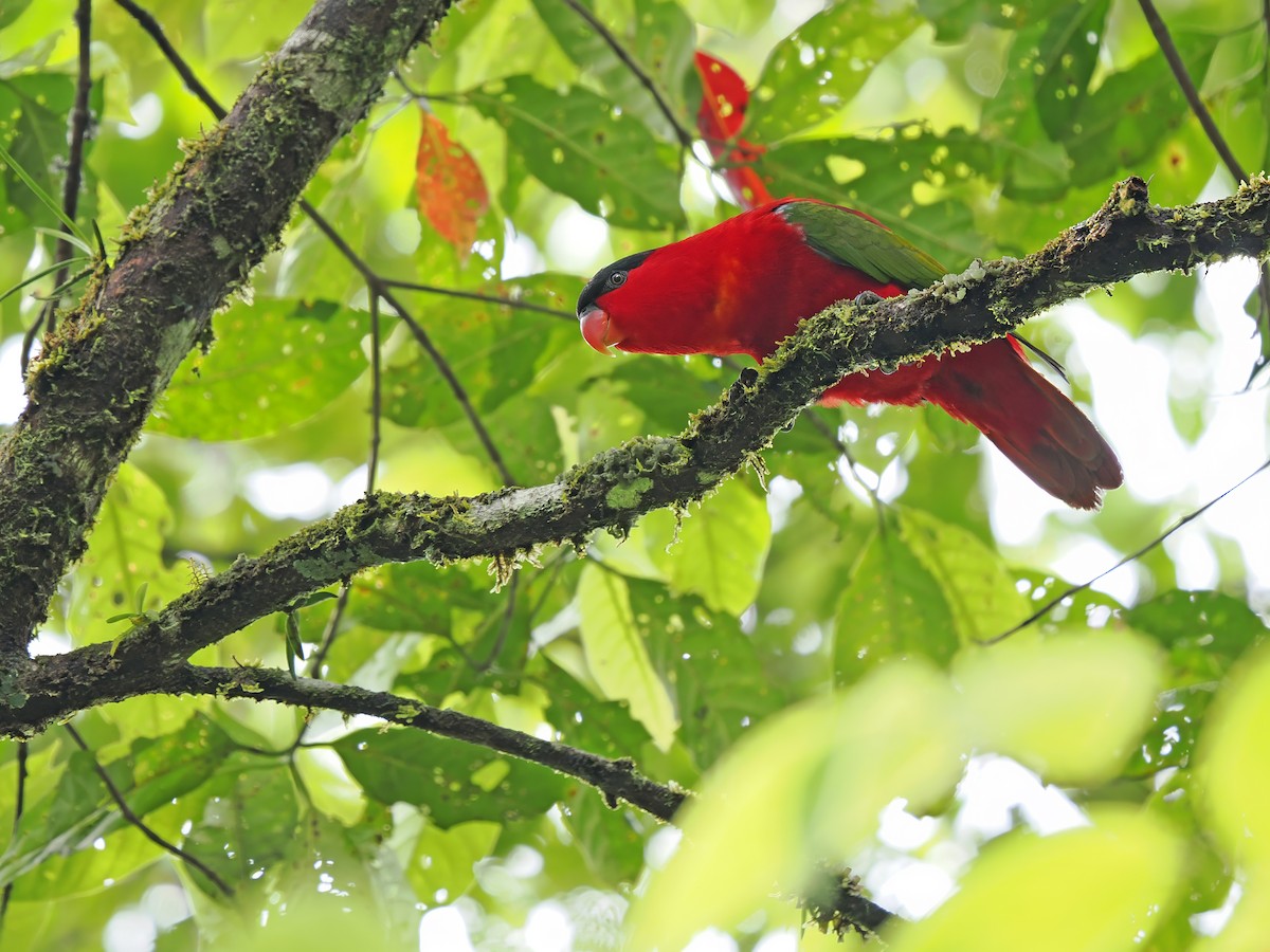 Purple-naped Lory - ML633211610