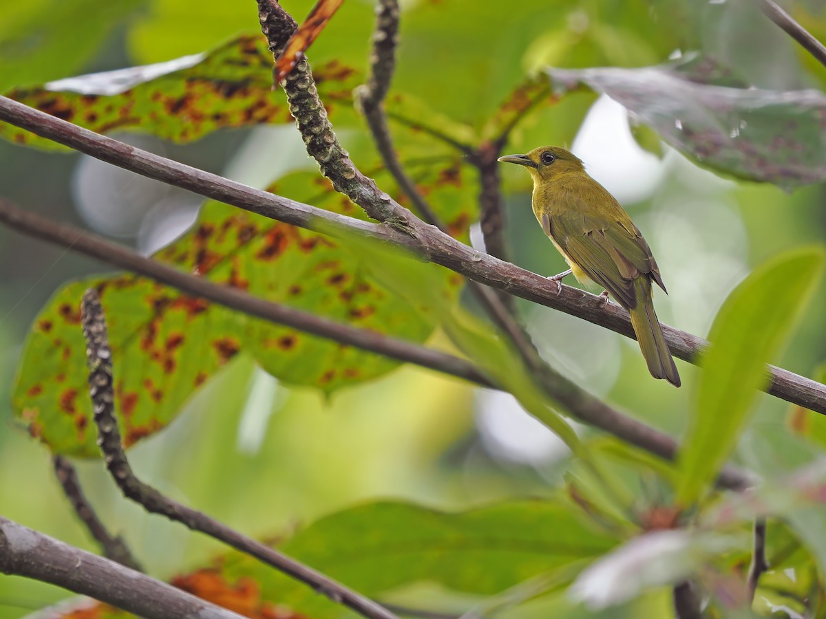 Obi Golden-Bulbul - ML633211641