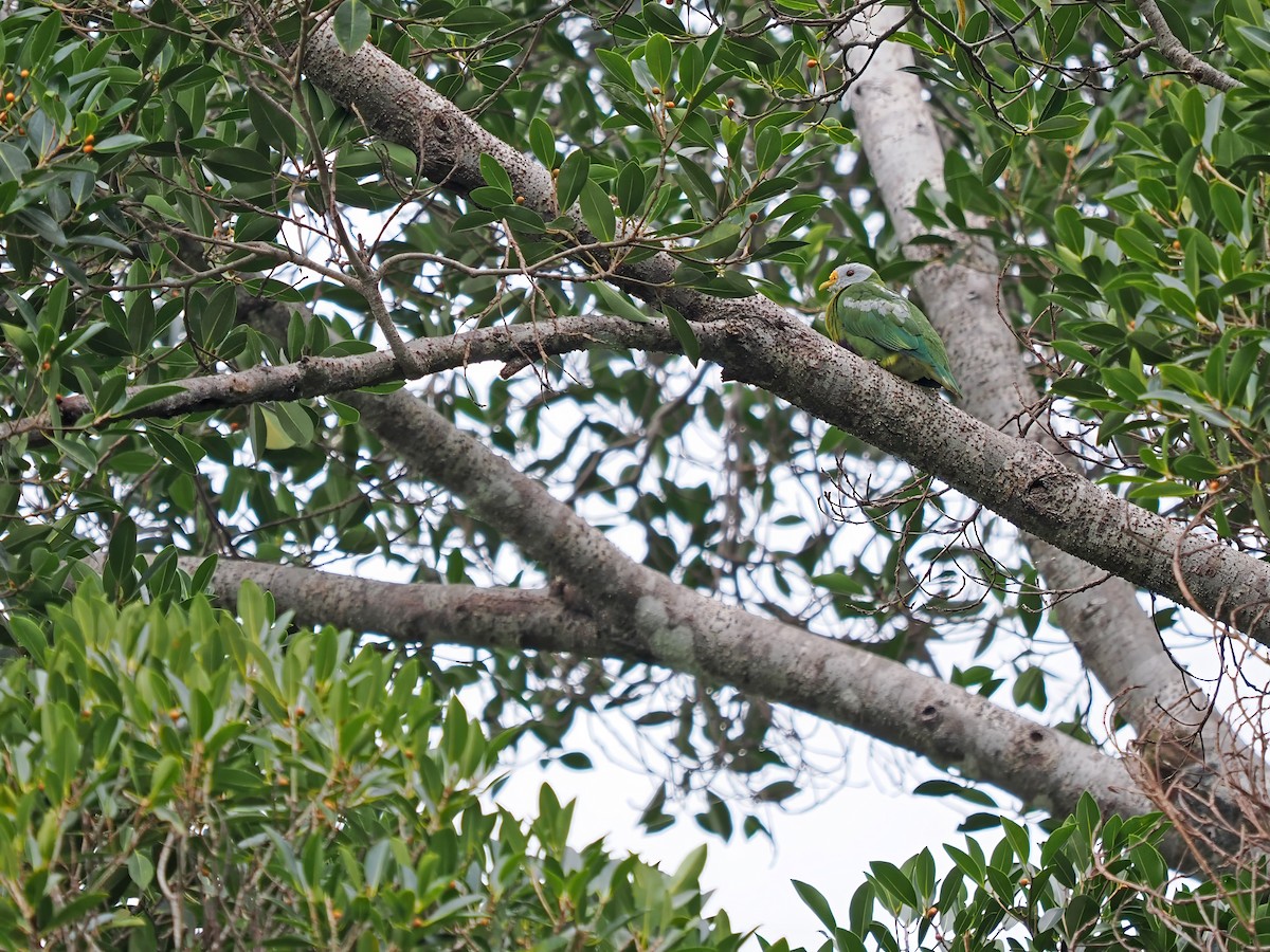 Carunculated Fruit-Dove - ML633211645