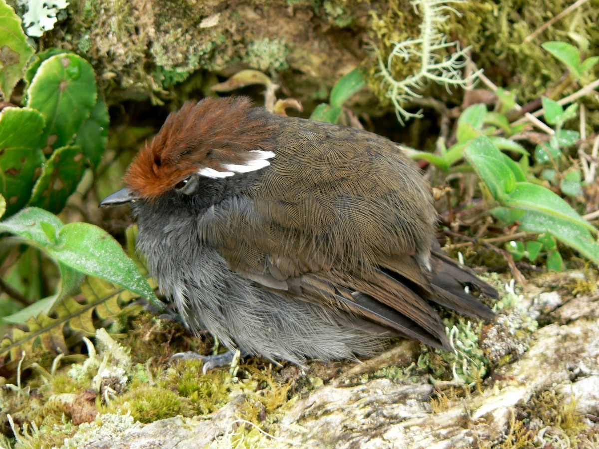 Chestnut-crowned Gnateater - ML633211647