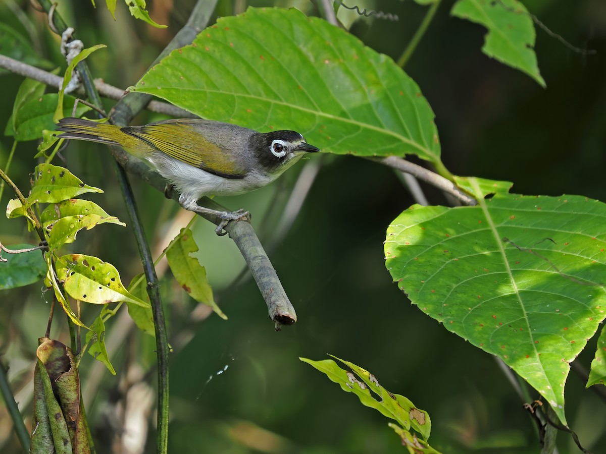 Morotai White-eye - ML633211669