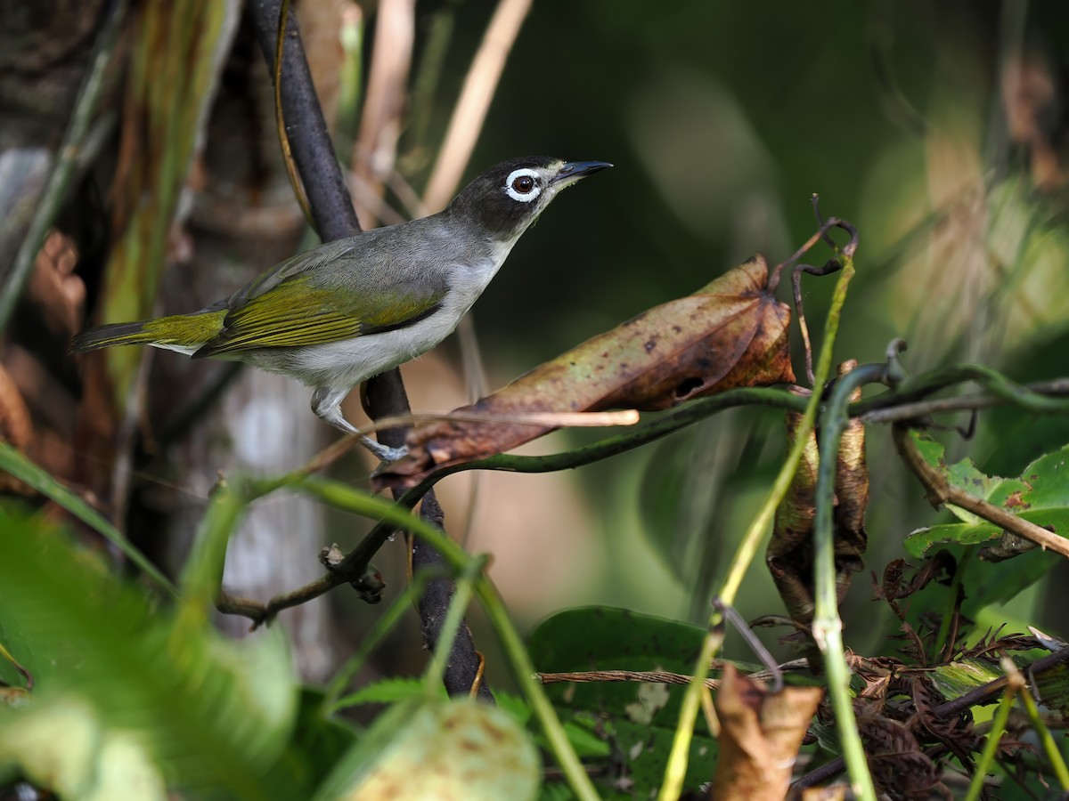 Morotai White-eye - ML633211671