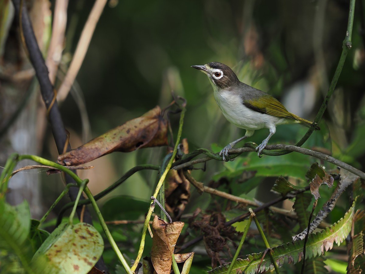 Morotai White-eye - ML633211672