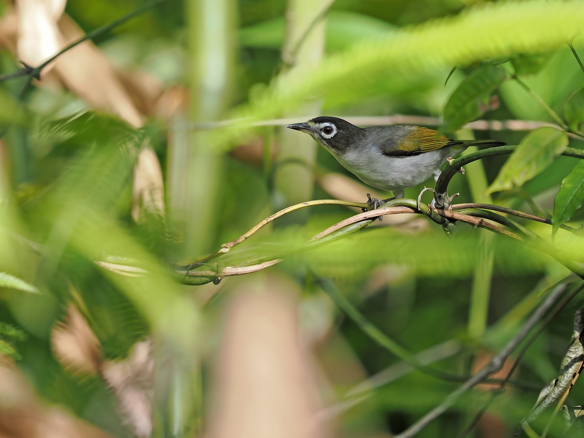 Morotai White-eye - ML633211673