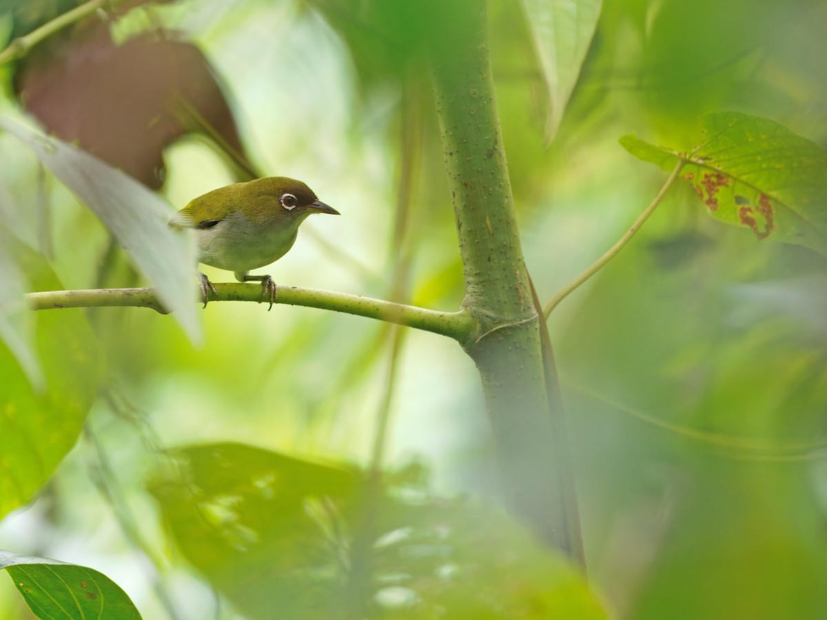 Obi White-eye (undescribed form) - ML633211716