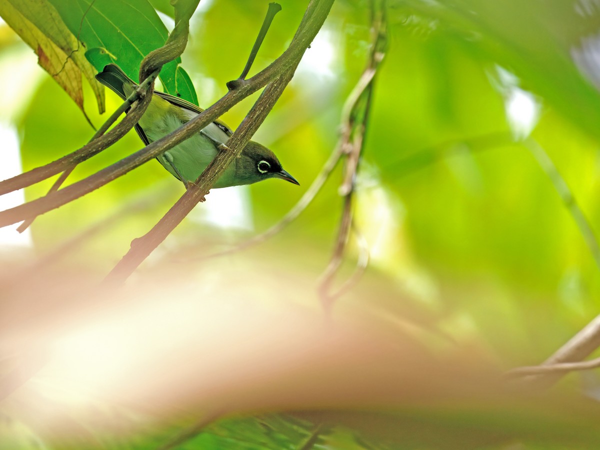 Obi White-eye (undescribed form) - ML633211717