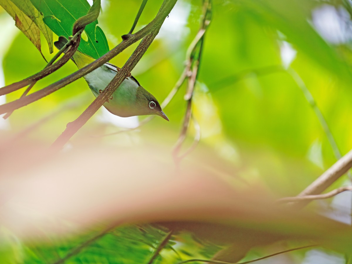 Obi White-eye (undescribed form) - ML633211718