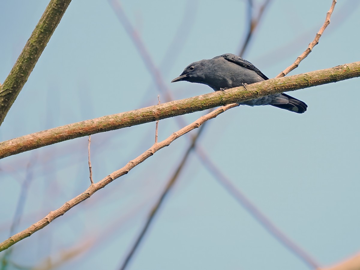 Obi Cicadabird - ML633211722