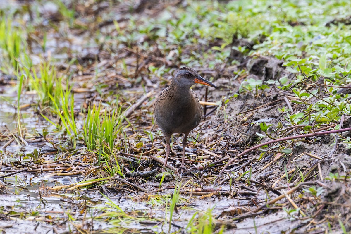 Water/Brown-cheeked Rail - ML633211732