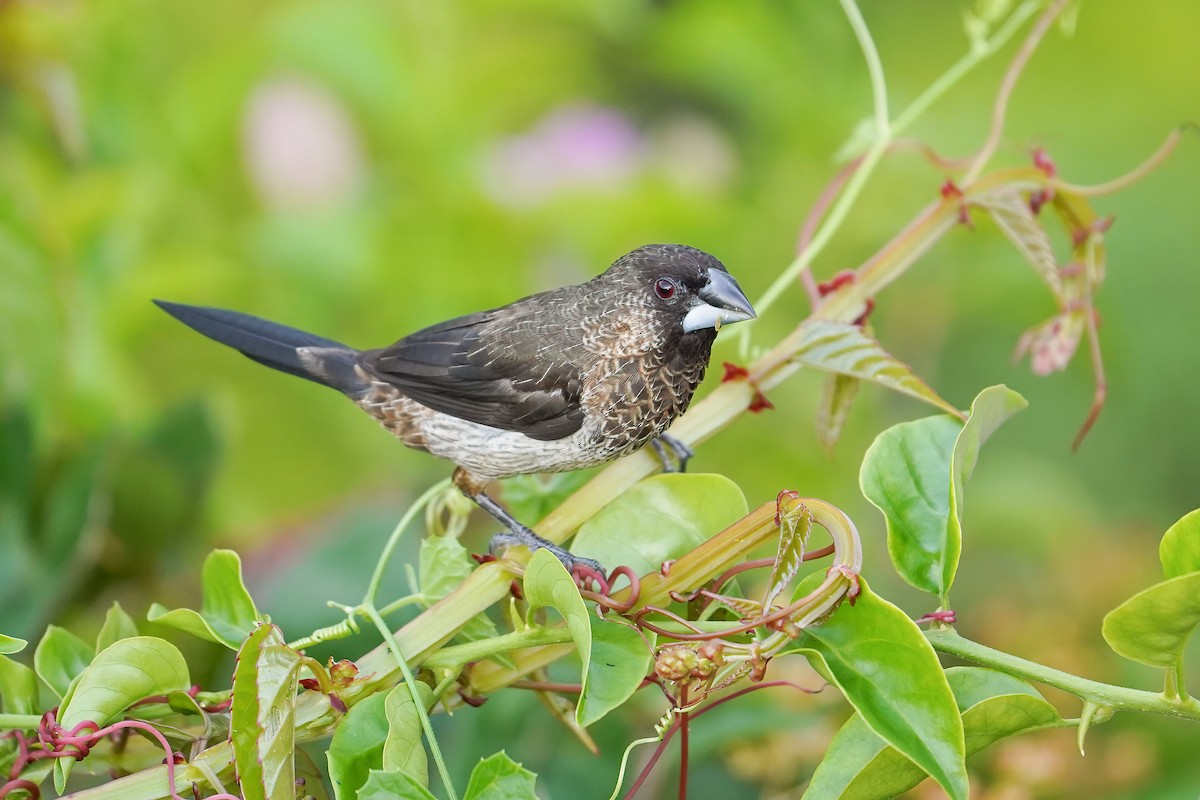 White-rumped Munia - ML633211820
