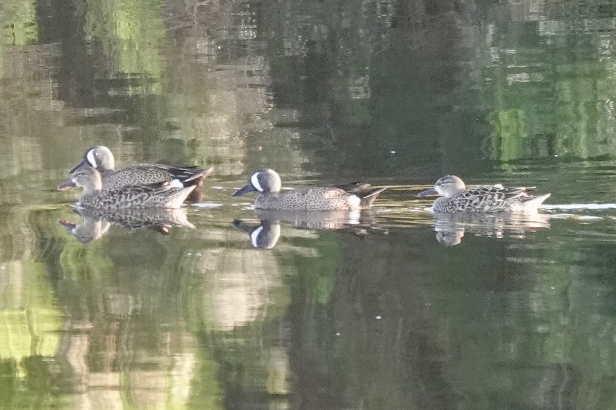 Blue-winged Teal - ML633211998